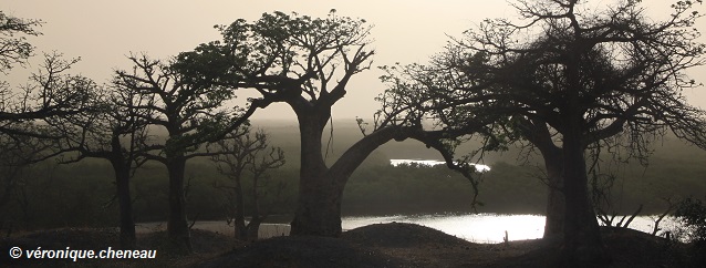 Tumulus dans le Sine Saloum Bandeau photo