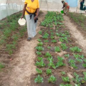 Potagers du Saloum: ça pousse! Potagers du Saloum: ça pousse!